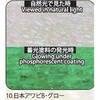 10.グロー アワビシート 【日本アワビB】 ノーブランド 77458118