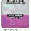 11.UVレッド アワビシート 【南洋貝】 ノーブランド 77458161