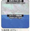 12.UVブルー アワビシート 【南洋貝】 ノーブランド 77458276
