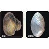12.UVブルー アワビシート 【淡水真珠貝】 ノーブランド 77458425