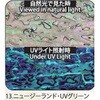 13.UVグリーン アワビシート 【ニュージーランドアワビ】 ノーブランド 77458547