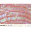 5.オレンジ アワビシート 【夜光貝】 ノーブランド 77459597
