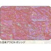 5.オレンジ アワビシート 【日本アワビA】 ノーブランド 77459649
