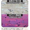 11.UVレッド アワビシート 【メキシコアワビ】 ノーブランド 77459850