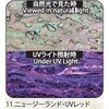 11.UVレッド アワビシート 【ニュージーランドアワビ】 ノーブランド 77459938