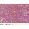 8.レッド アワビシート 【日本アワビA】 ノーブランド 77460060