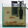 a25149 お魚天国バイオキューブ2個組 ファミリー・ライフ 78047299