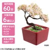 92363 ミニ盆栽キット MINIBON アーテック[学校教材・教育玩具] 78158818