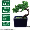 92362 ミニ盆栽キット MINIBON アーテック[学校教材・教育玩具] 78158940