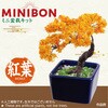 92364 ミニ盆栽キット MINIBON アーテック[学校教材・教育玩具] 78158985