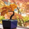 92364 ミニ盆栽キット MINIBON アーテック[学校教材・教育玩具] 78158985