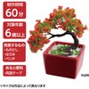 92365 ミニ盆栽キット MINIBON アーテック[学校教材・教育玩具] 78159037