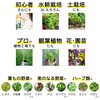- 液体肥料 おうちのやさいC  1液タイプ グリーン・グリーン 78167121