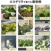 - 液体肥料 おうちのやさいC  1液タイプ グリーン・グリーン 78167121