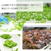 - GG液肥C  1液タイプ グリーン・グリーン 78167175