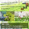 - GG液肥C  1液タイプ グリーン・グリーン 78167175