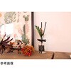 DE044228 ディフューザー スティック 花 植物 モンステラ ハワイアンサーフ キーストーン[生活雑貨] 78180606