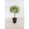 人工樹木/人工観葉植物 シラカシ 岩や