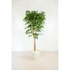 人工樹木/人工観葉植物 ベンジャミン 岩や