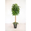 人工樹木/人工観葉植物 パキラ 岩や