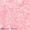 L55-8048 理科プレパラート 30種 RI-30N ナリカ 79800169