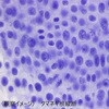L55-8048 理科プレパラート 30種 RI-30N ナリカ 79800169
