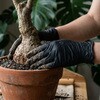 - ナイスハンド ブラックスタイル 50枚入 SHOWA(ショーワグローブ) 80785236