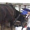 37251800 どうぶつのボタニカル化粧水 小泉製麻 80817418