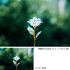 - クロス効果フィルター PRO1D Lotus(ロ-タス) R-スノ-クロス Kenko(ケンコートキナー) 81927128
