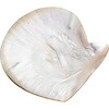 パールシェル 取皿 アサヒサンレッド