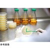 10035 SPL ペトリディッシュ SPL Life Sciences 82029529