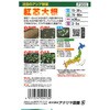 504134 【種 たね タネ】注目のアジア野菜 紅芯 大根 だいこん アタリヤ農園 82769027