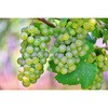 - リンゴ酢仕立ての白ぶどう シャルドネ マルカン酢 82769761