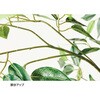 8724-3148 フィカスダブル(人工樹木)〔ストエキオリジナル〕 ストア・エキスプレス 83119648