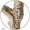8724-3142 ユーカリ(人工樹木)〔ストエキオリジナル〕 ストア・エキスプレス 83119718