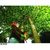 PS7525 R[h|[`F[\[ BLACK&DECKER 84098798