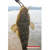 #4/0-21g SV-60 S.W.wbh JcC` 84505464