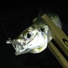 #8-1.5g WjbP SV-55 AWhCu JcC` 84507178