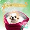 4994527911306 愛犬用 炭酸入浴剤ぬくりん 各種 アースペット 84894446