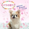 4994527911405 愛犬用 炭酸入浴剤ぬくりん 各種 アースペット 84894839