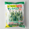 サンセベリアの土