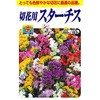 【タネ】切花用スターチス