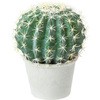 サボテン 植物