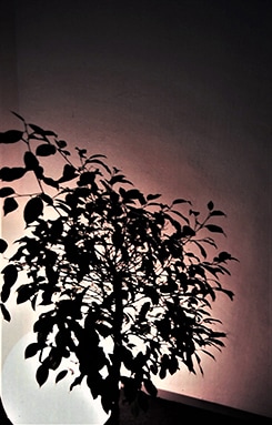 (写真1)　観葉植物で遮光された真球形スタンド